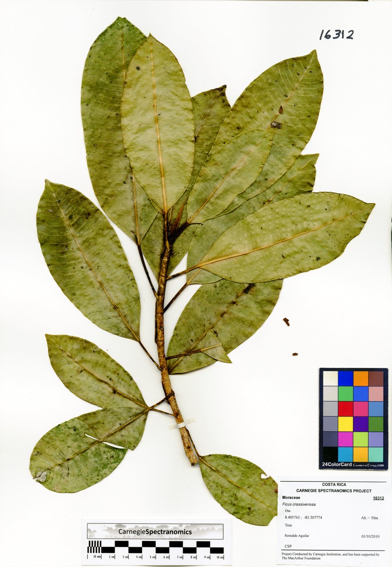 Ficus crassivenosa photo 3