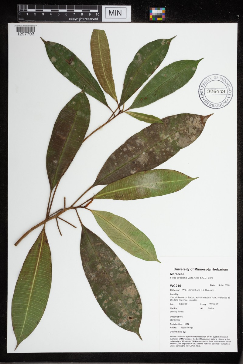 Ficus crassivenosa photo 4