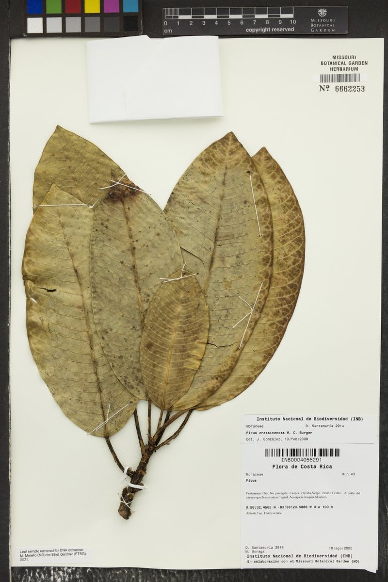 Ficus crassivenosa photo 5