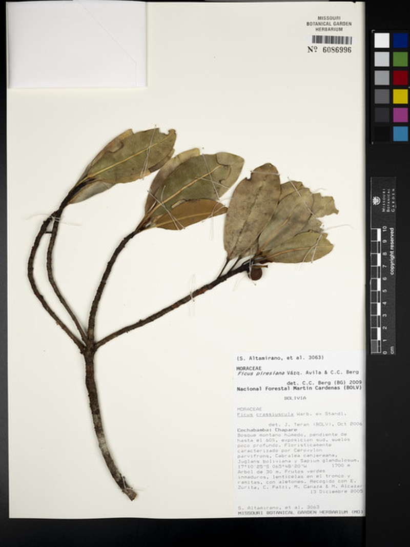 Ficus crassivenosa photo 6