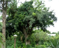 Ficus craterostoma