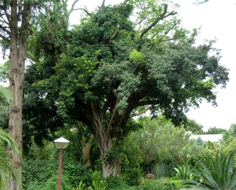 Ficus craterostoma