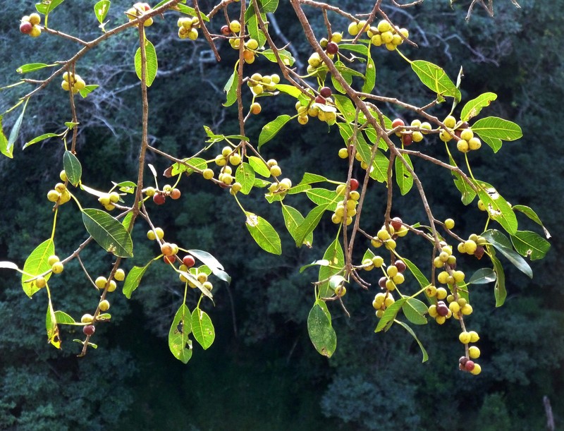 Ficus craterostoma photo 2