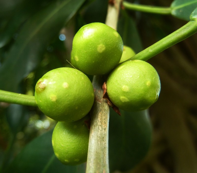 Ficus craterostoma photo 3