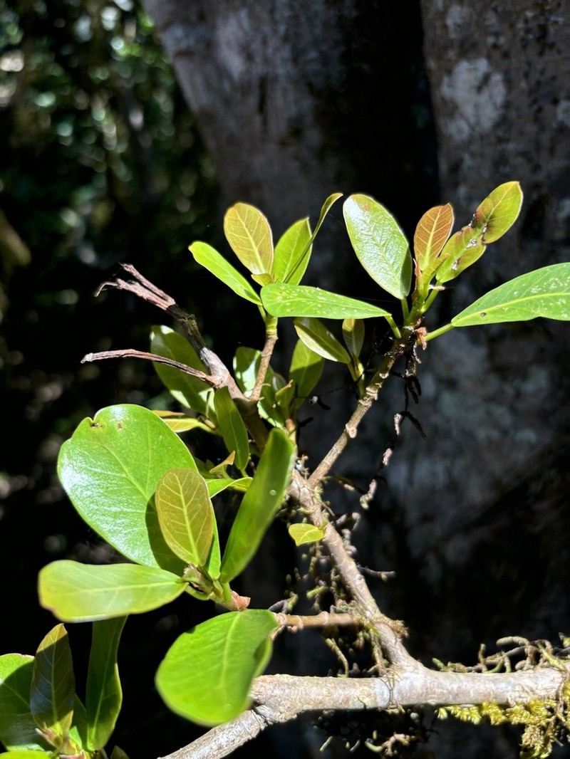 Ficus craterostoma photo 4