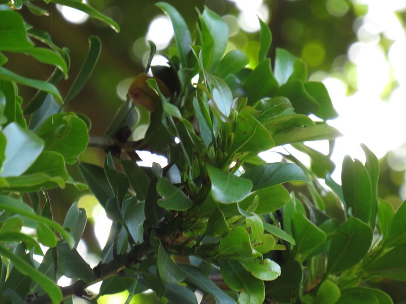 Ficus craterostoma photo 5