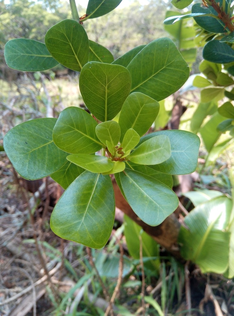 Ficus craterostoma photo 6
