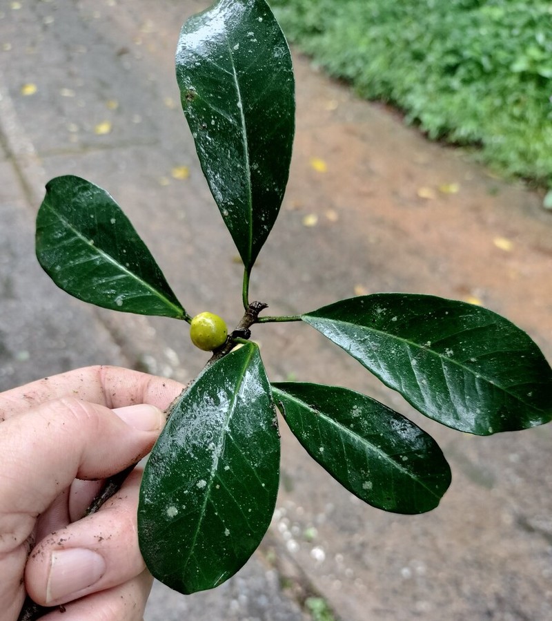 Ficus craterostoma photo 7