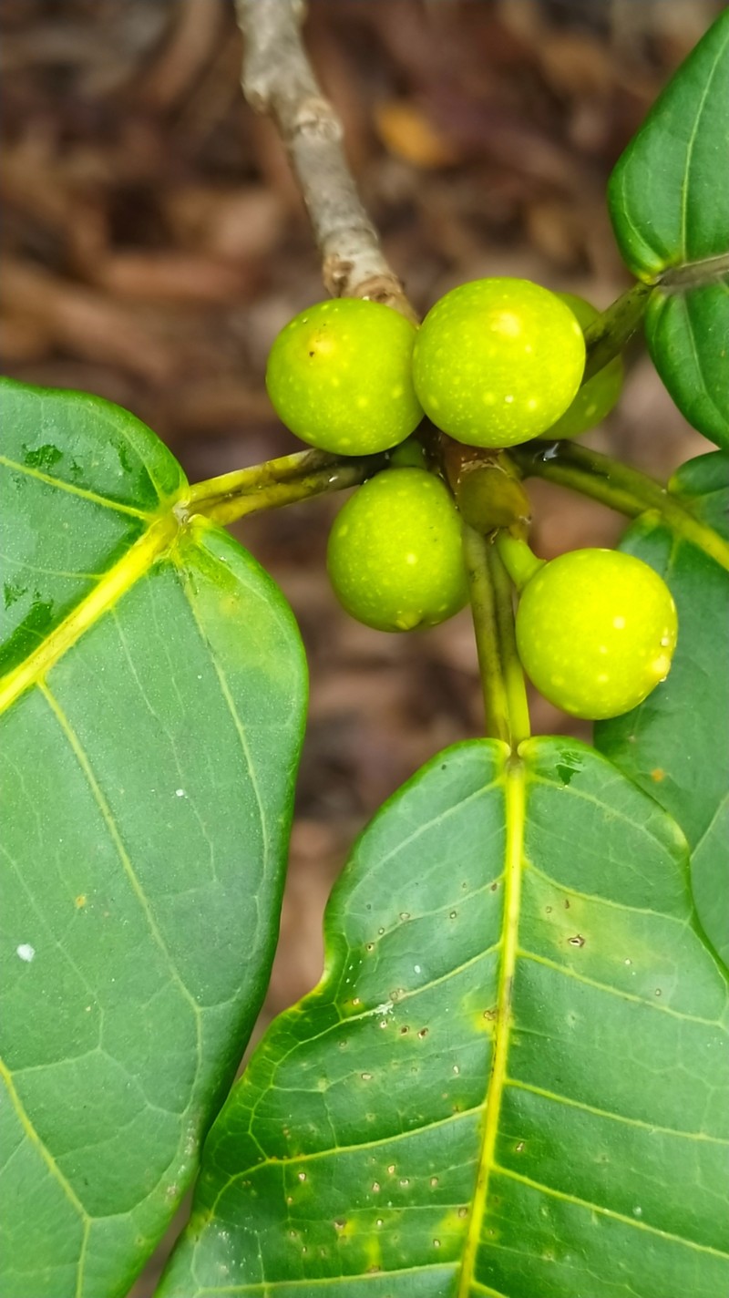 Ficus cremersii photo 3