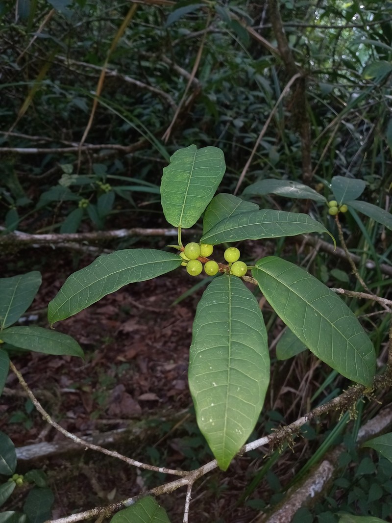 Ficus cremersii photo 4