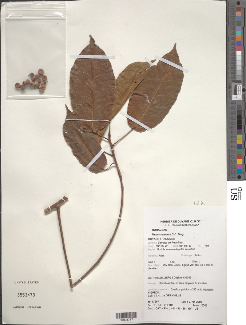 Ficus cremersii photo 5