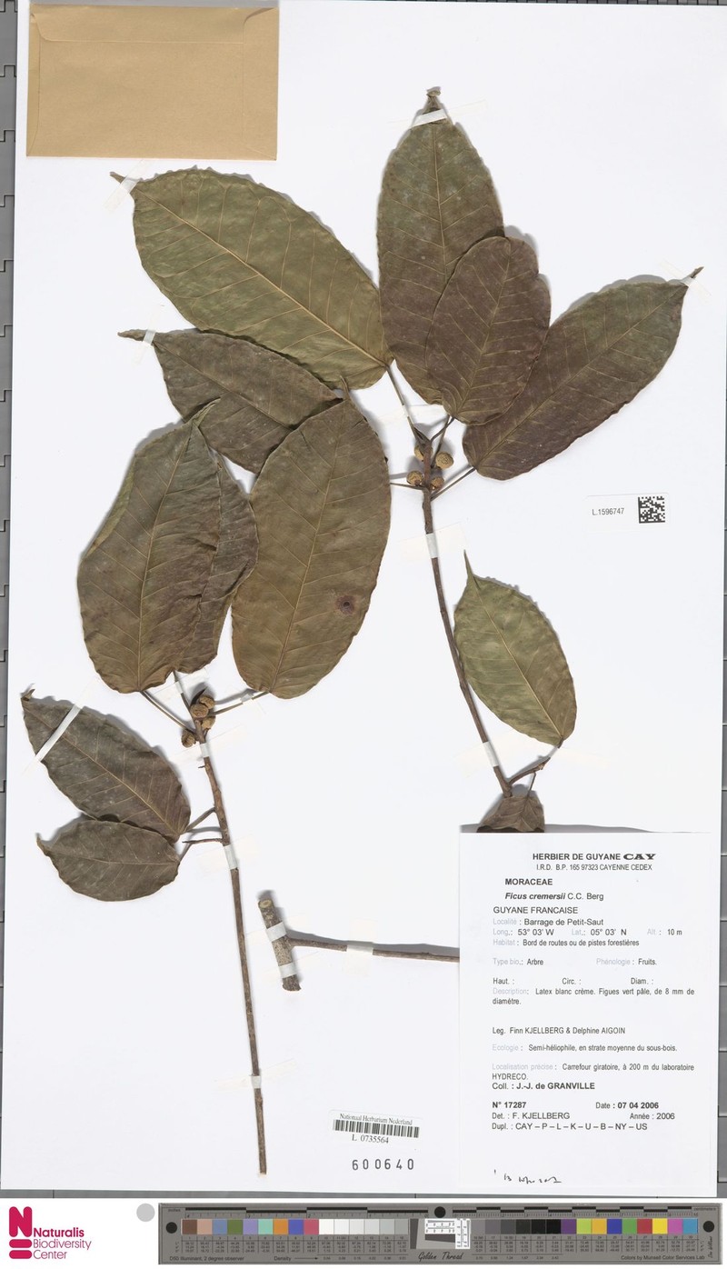 Ficus cremersii photo 6