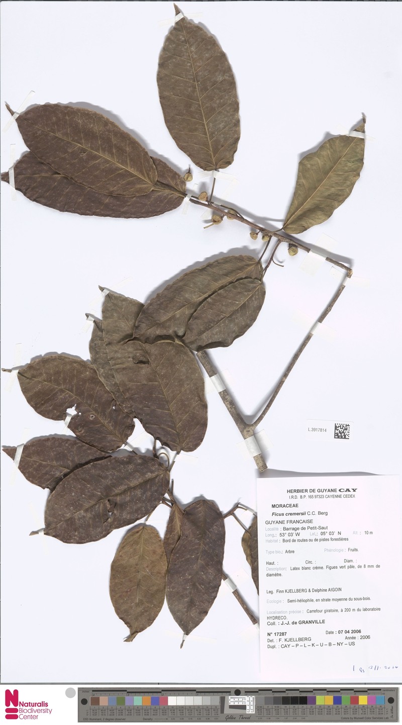 Ficus cremersii photo 7