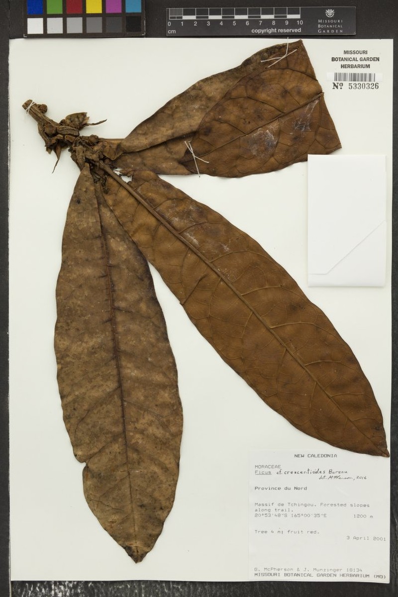 Ficus crescentioides
