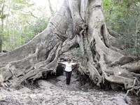 Ficus crocata