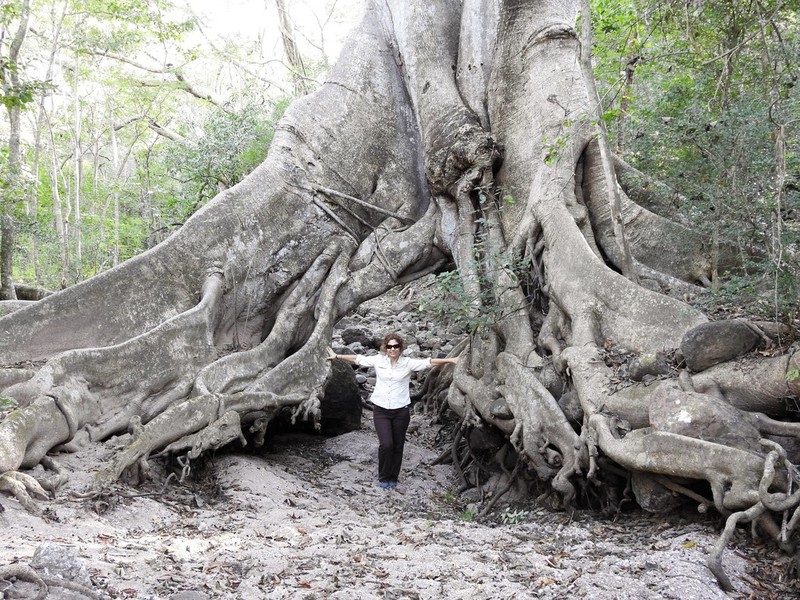 Ficus crocata