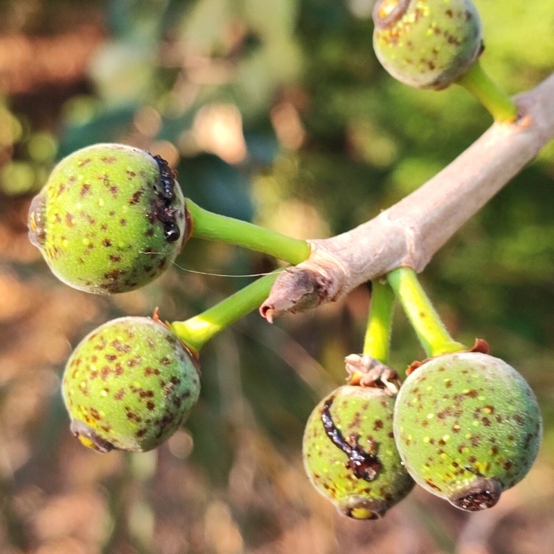 Ficus crocata photo 2