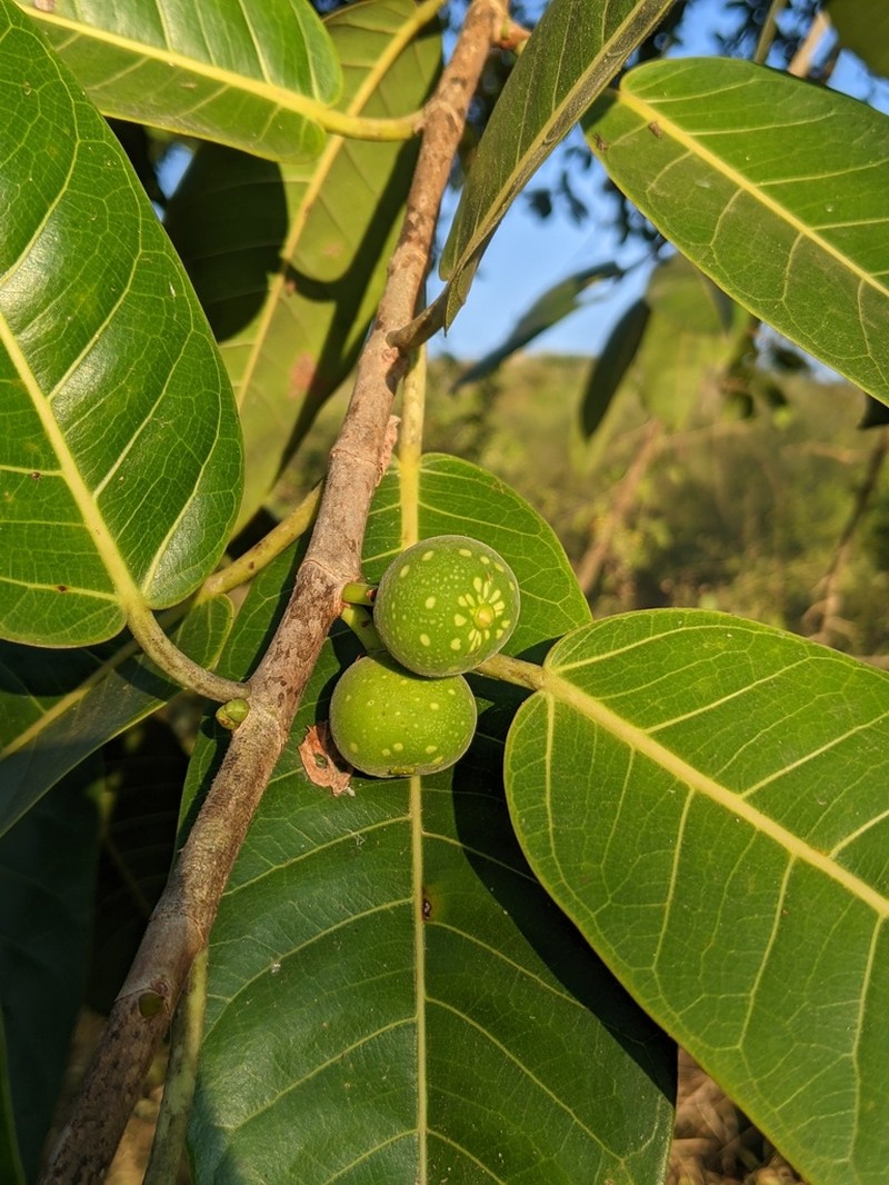 Ficus crocata photo 3
