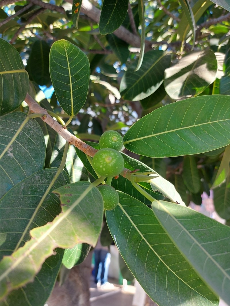 Ficus crocata photo 4