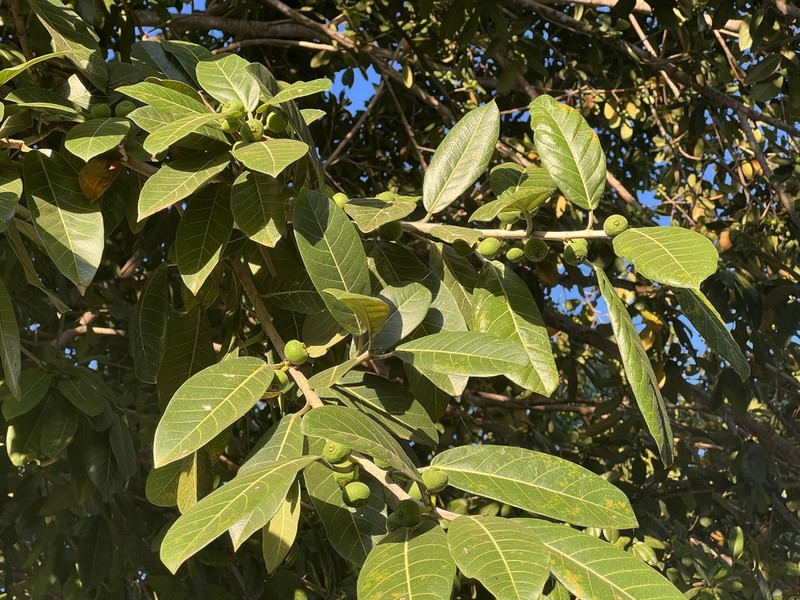 Ficus crocata photo 5