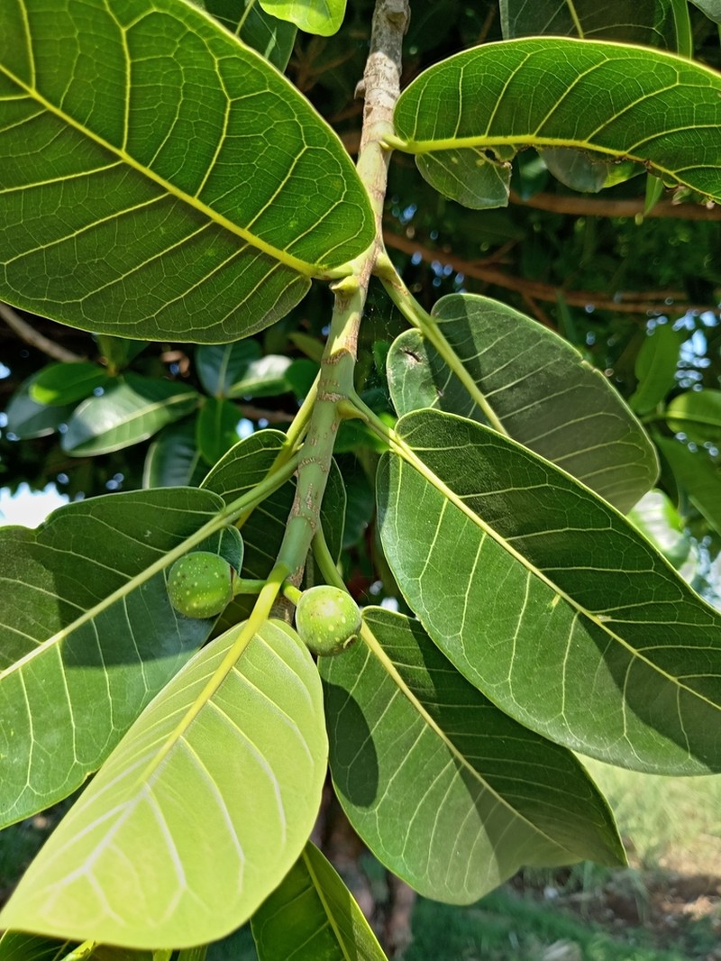 Ficus crocata photo 6
