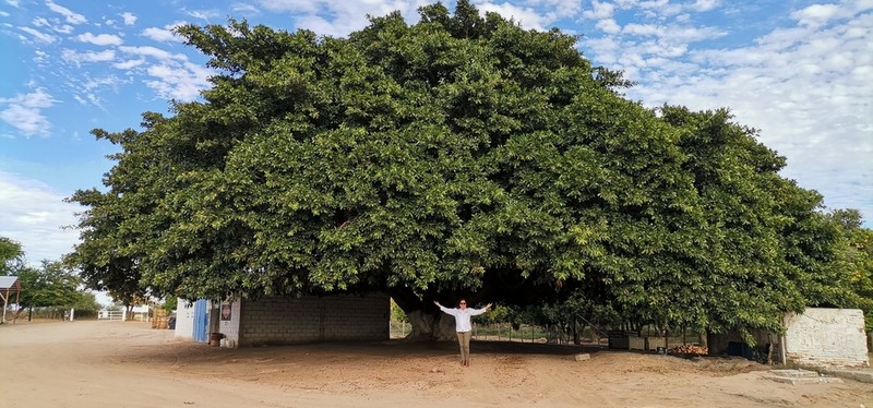 Ficus crocata photo 7