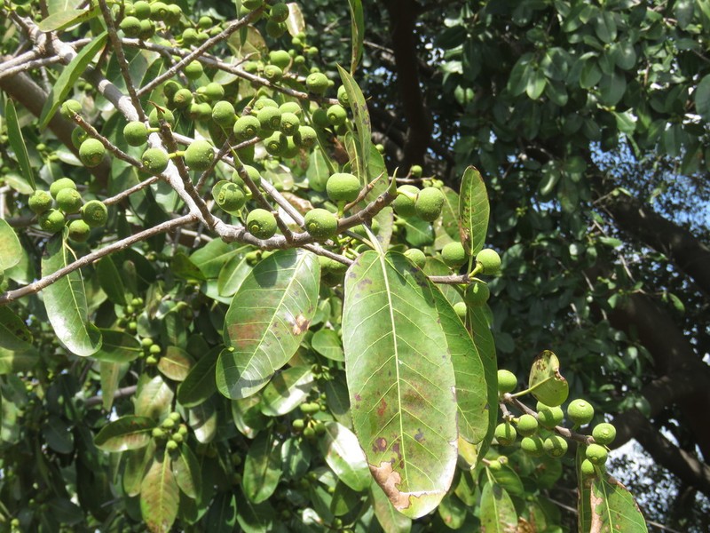 Ficus crocata photo 8
