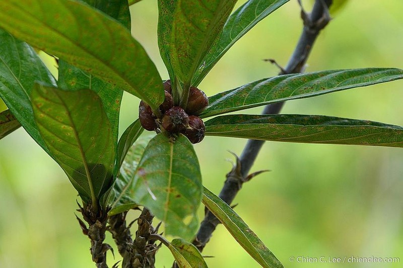 Ficus cryptosyce