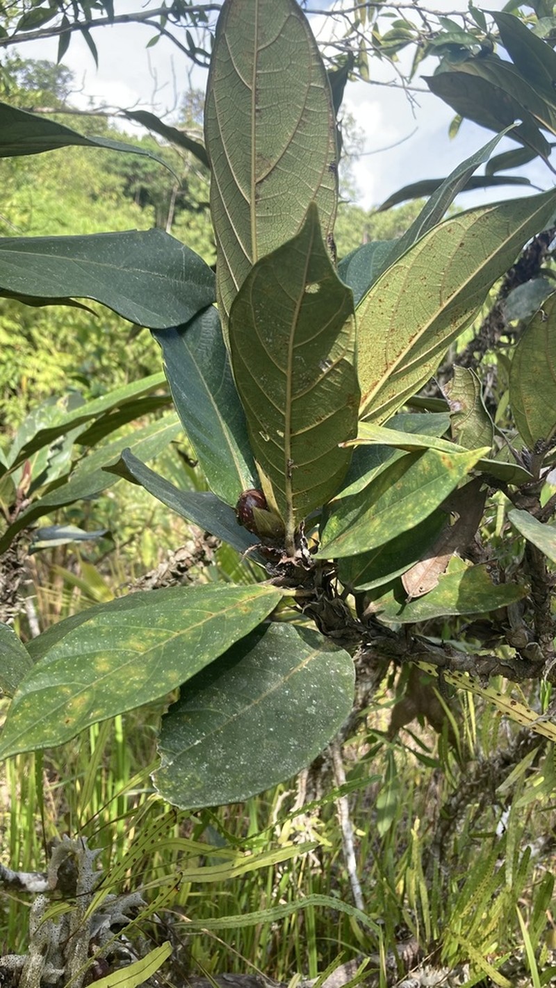 Ficus cryptosyce photo 2