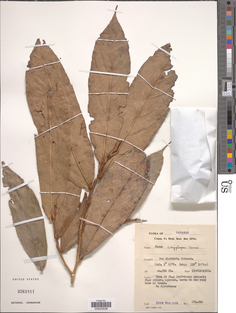 Ficus cryptosyce photo 3