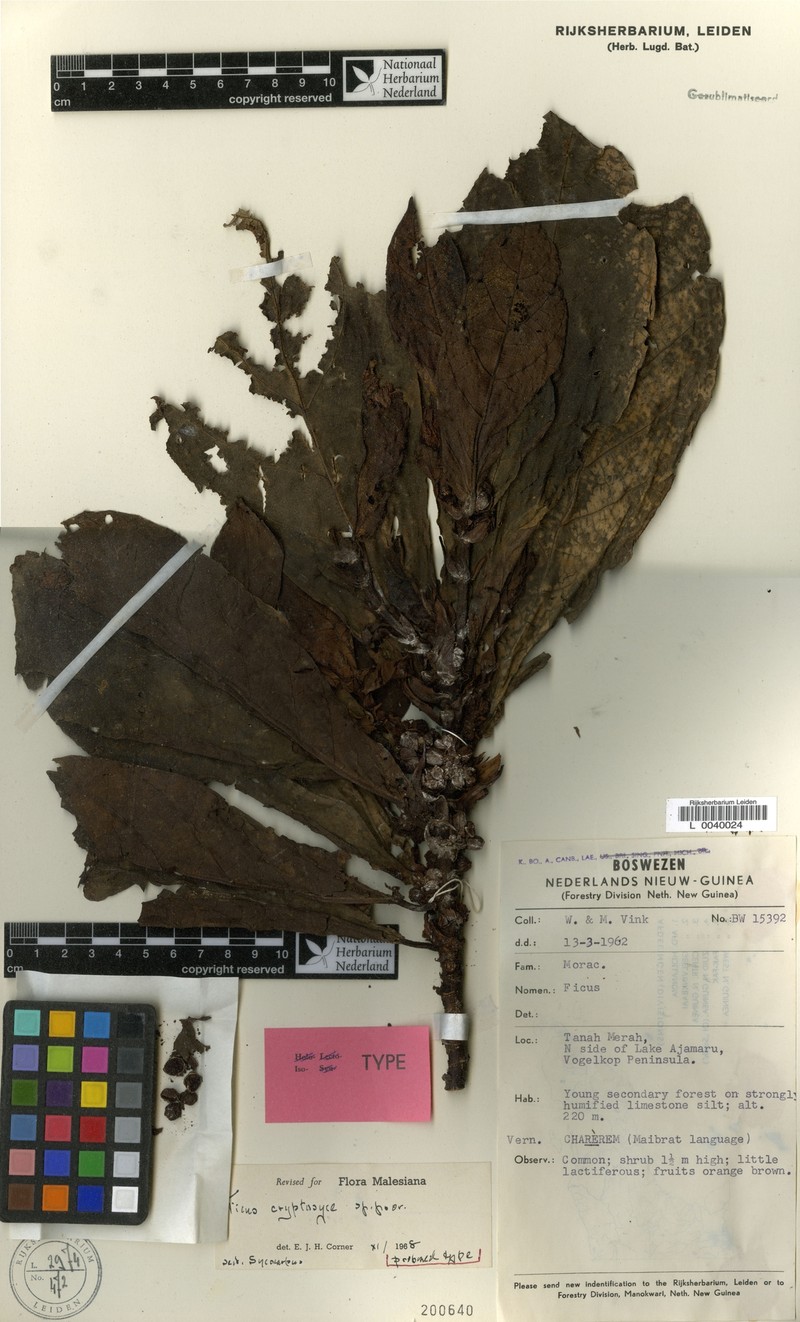 Ficus cryptosyce photo 4
