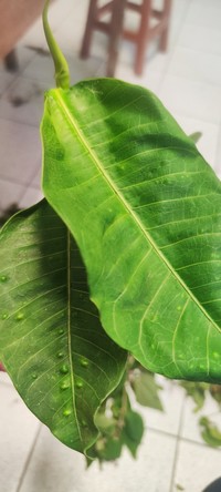 Ficus cuatrecasasiana