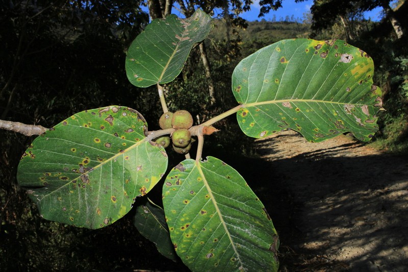 Ficus cuatrecasasiana photo 2