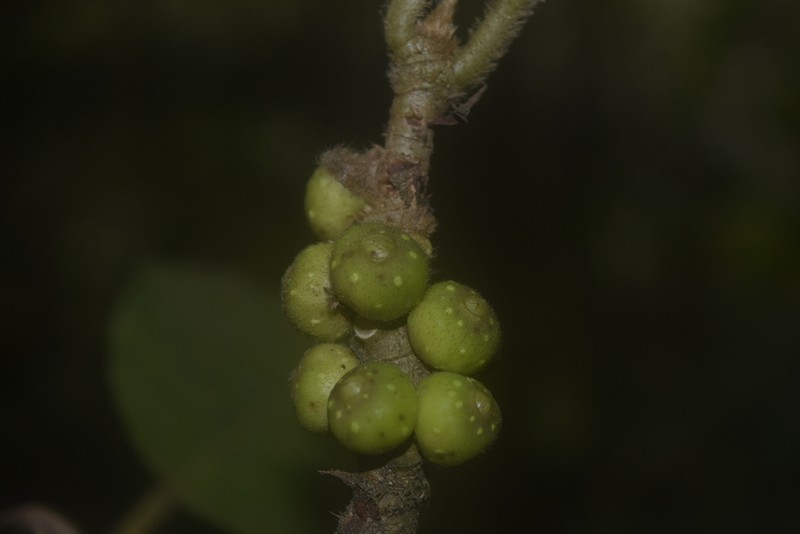 Ficus cuatrecasasiana photo 3