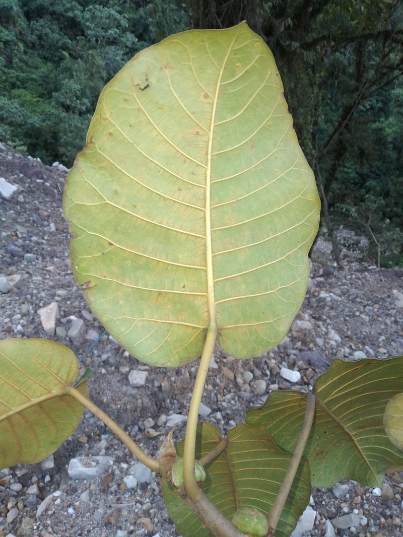 Ficus cuatrecasasiana photo 4