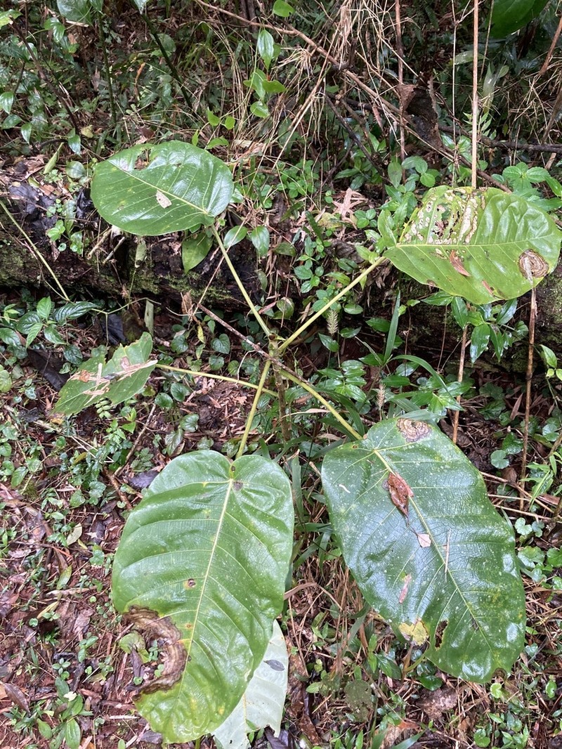 Ficus cuatrecasasiana photo 5