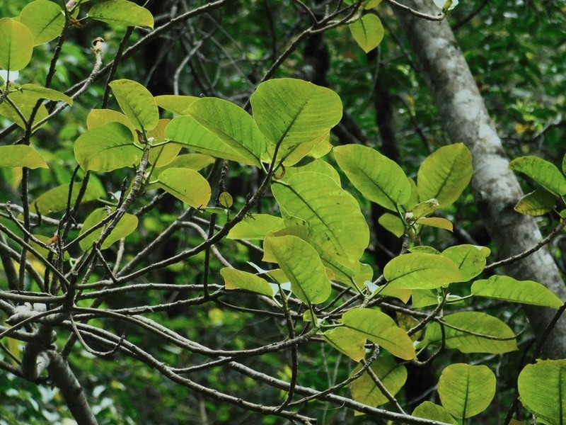 Ficus cuatrecasasiana photo 6