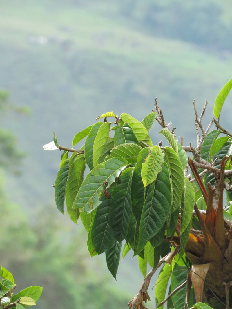 Ficus cuatrecasasiana photo 7