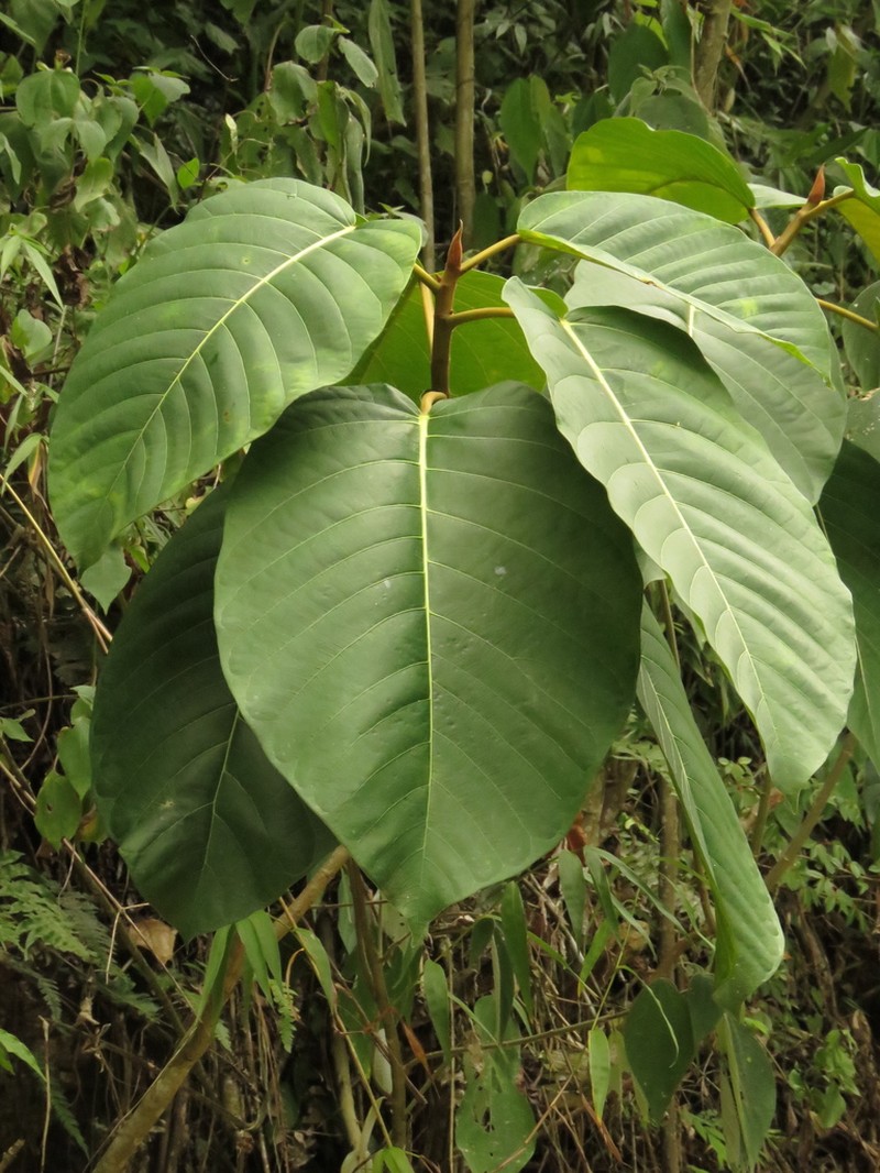 Ficus cuatrecasasiana photo 8