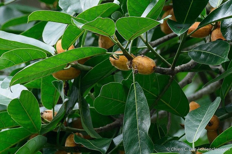 Ficus cucurbitina