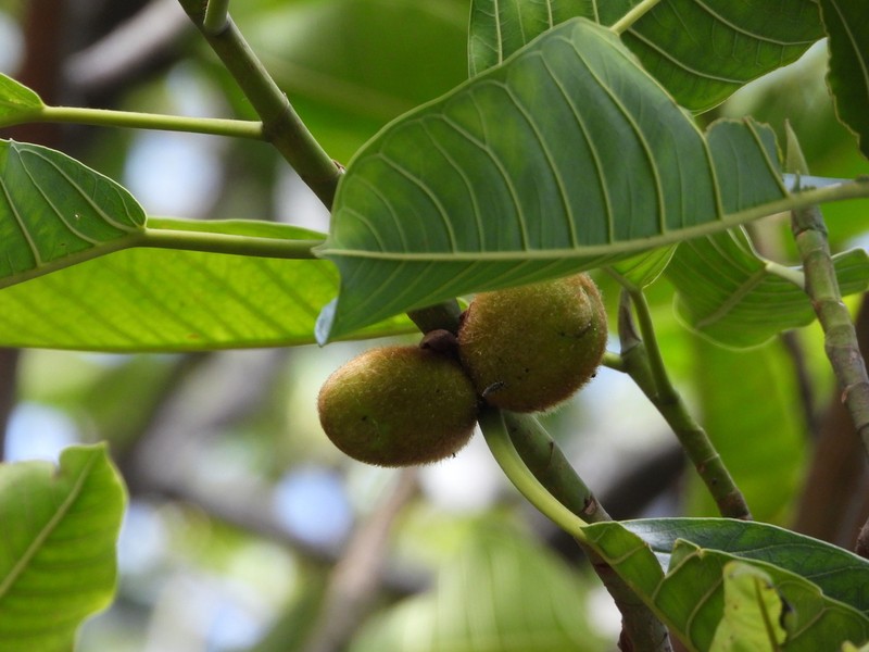 Ficus cucurbitina photo 2