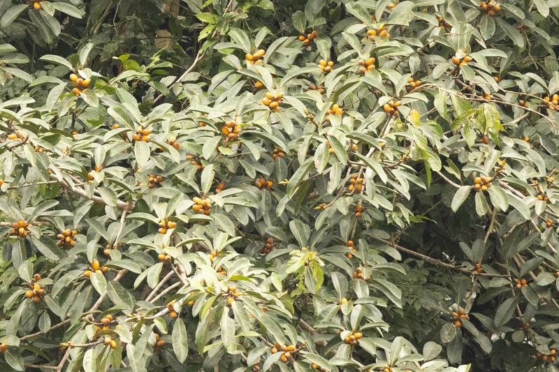 Ficus cucurbitina photo 3