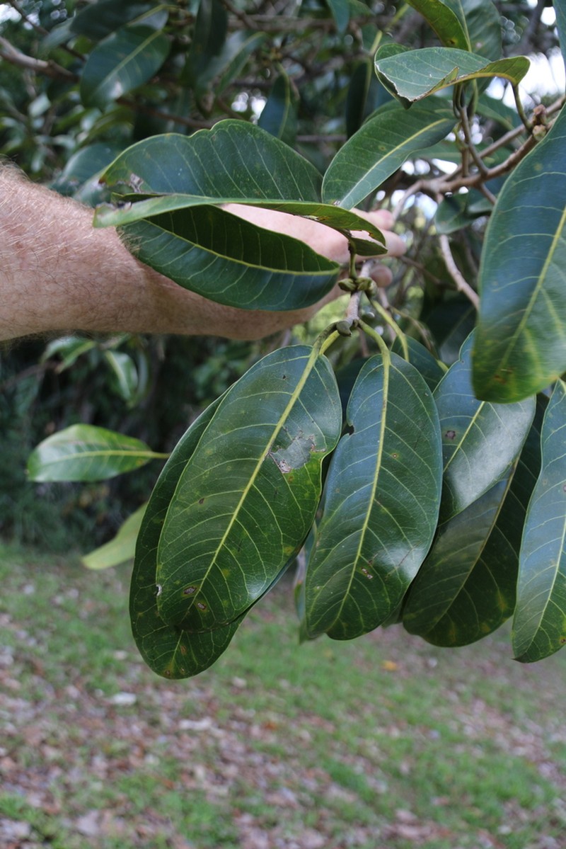Ficus cucurbitina photo 4