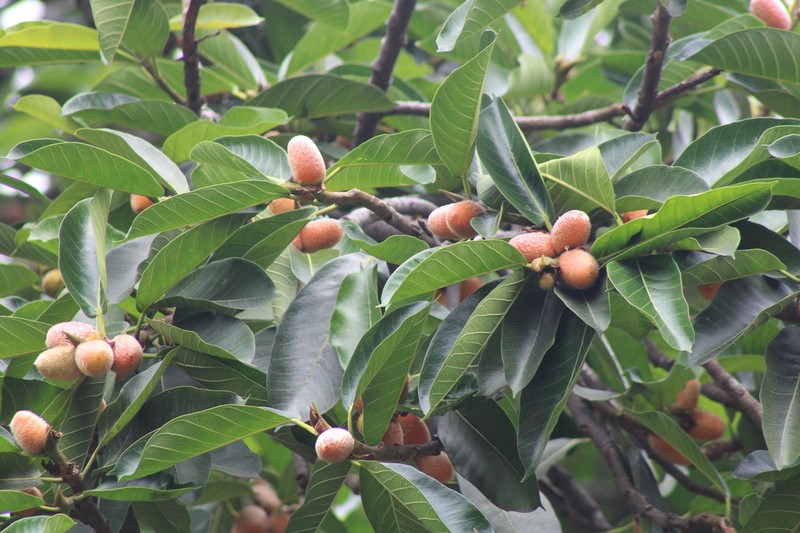 Ficus cucurbitina photo 5
