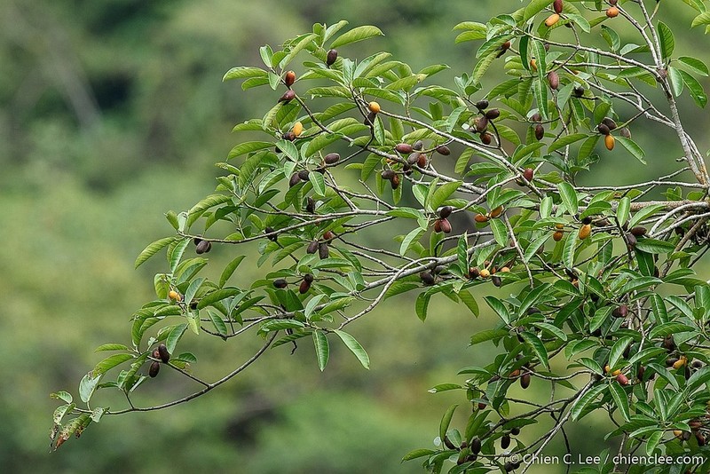 Ficus cucurbitina photo 6