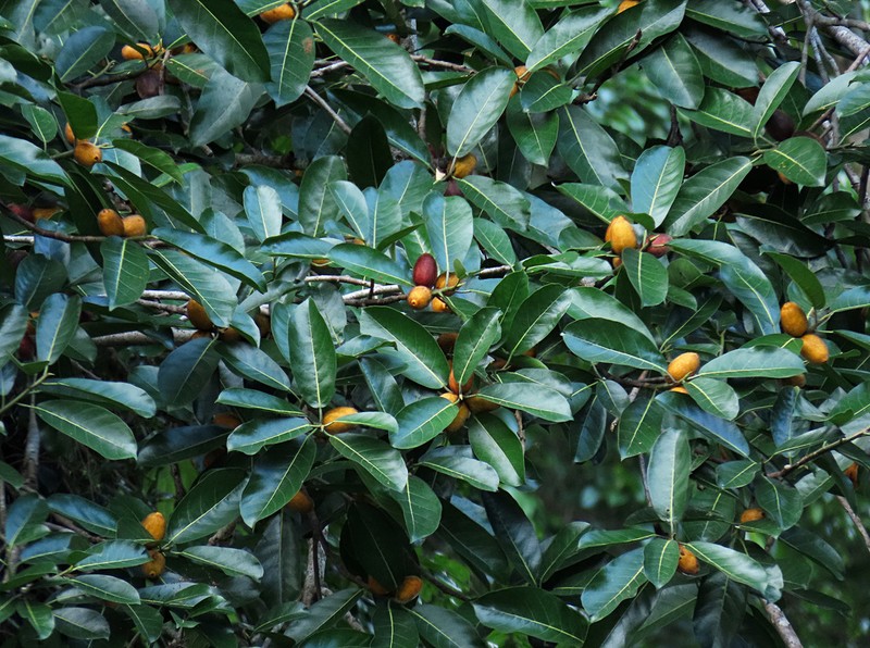 Ficus cucurbitina photo 7