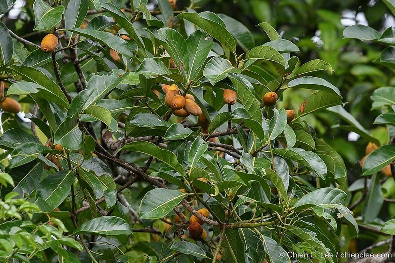 Ficus cucurbitina photo 8