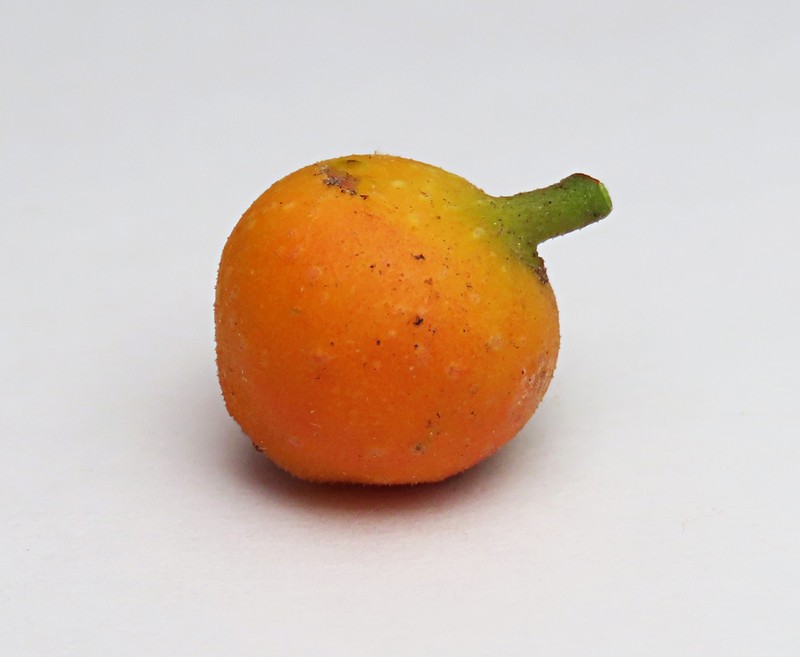 Ficus cumingii
