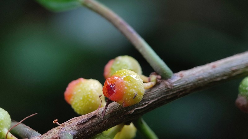 Ficus cumingii photo 3