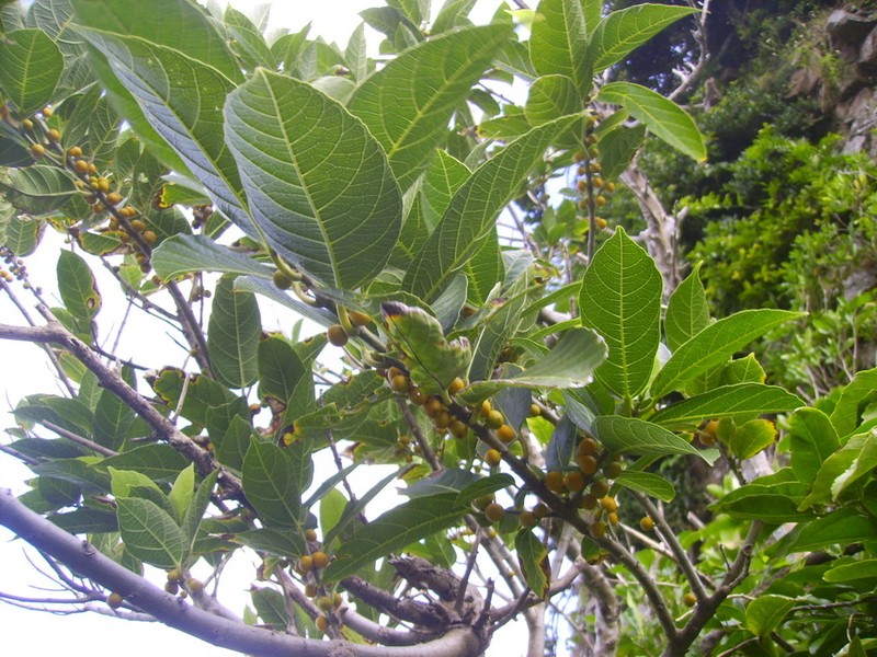 Ficus cumingii photo 4
